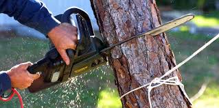 Best Tree Maintenance Programs  in Redwood City, CA