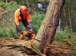 Best Palm Tree Trimming  in Redwood City, CA