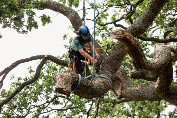 How Our Tree Care Process Works  in  Redwood City, CA