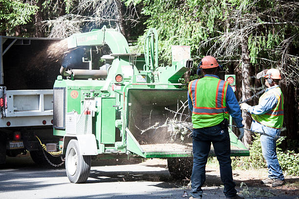 Best Fruit Tree Pruning  in Redwood City, CA